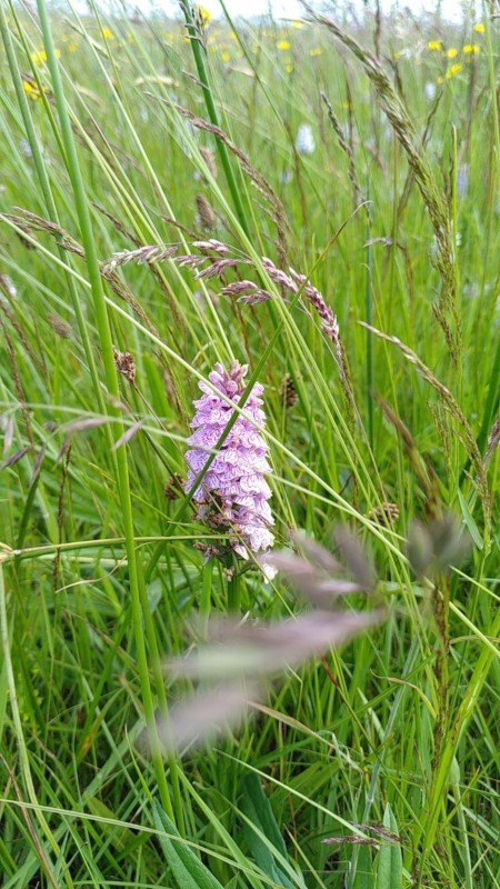 Orchid Orchid