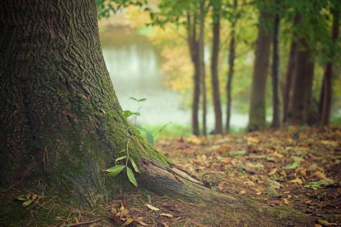 Tree g5c5084907 640 Tree g5c5084907 640