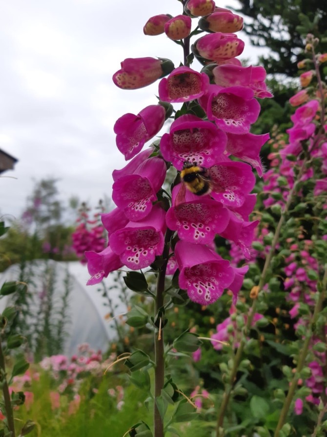 Wildlife on your doorstep - Bumble & butterfly observation workshop