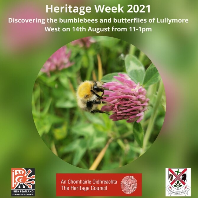 The Bumblebee Monitoring Project on Lullymore West