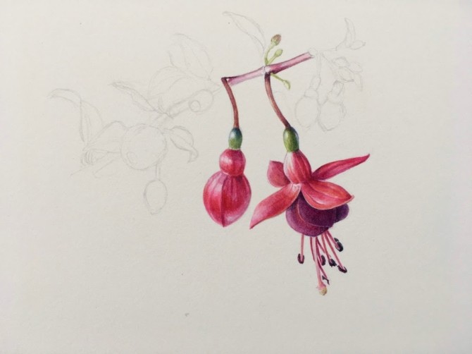 Botanical art workshop: Hedgerow Wild & Beautiful